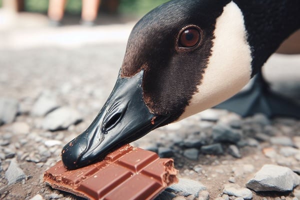 Can Geese Eat Chocolate