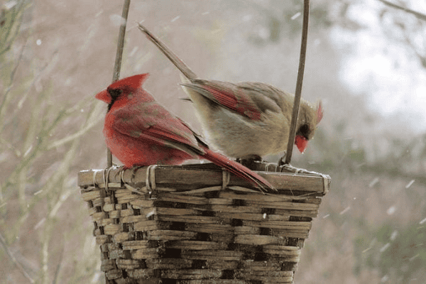 Cardinal Bird Facts