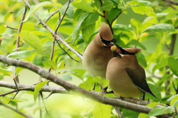 Cedar Waxwing