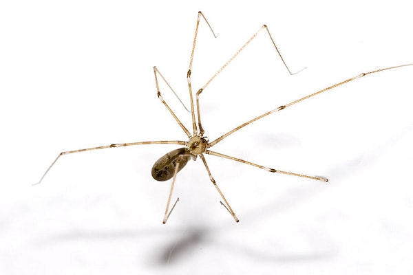 Cellar Spider