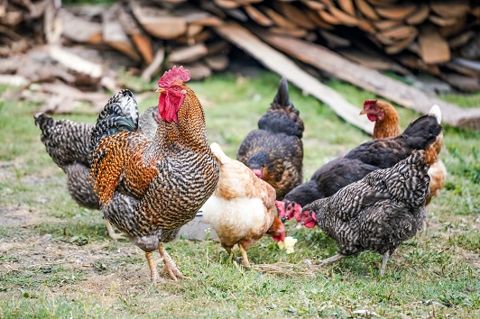 Cinnamon Queen Chicken Egg