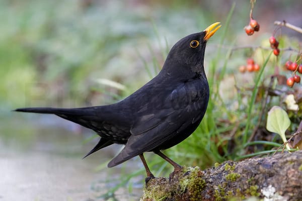 Common Blackbird