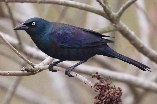 COMMON GRACKLE