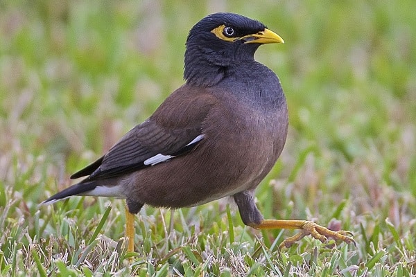 Common Myna