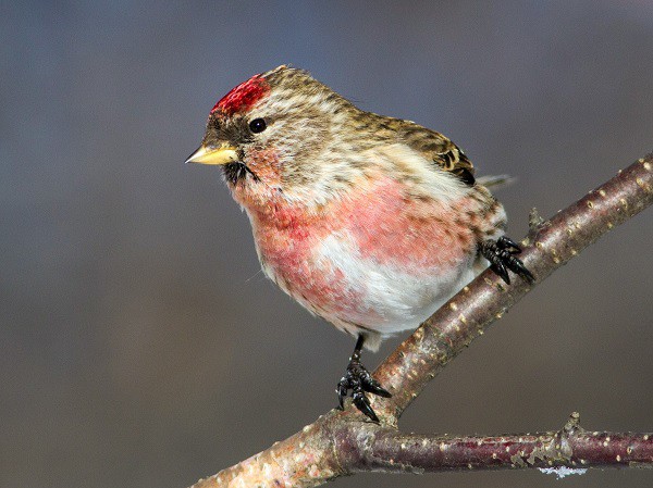 Common Redpoll