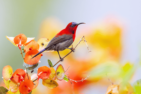 Crimson Sunbird