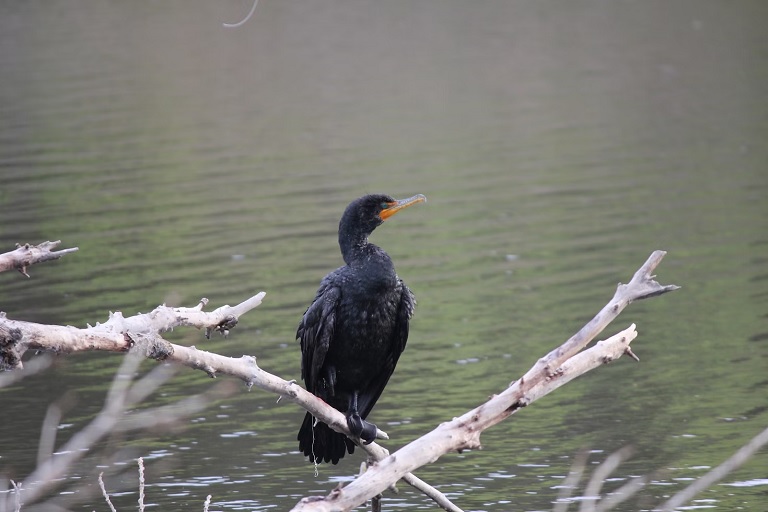 DOUBLE-CRESTED CORMORANT