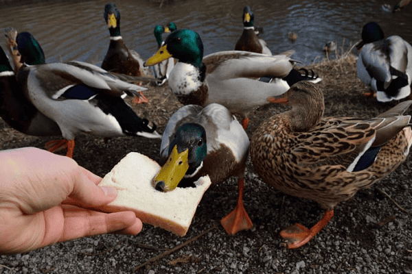 Dangers of Chocolate for Ducks