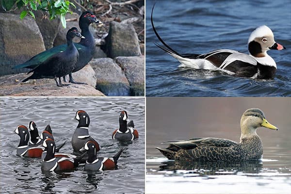 Ducks in Florida