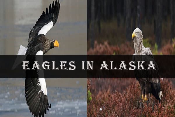 Eagles In Alaska