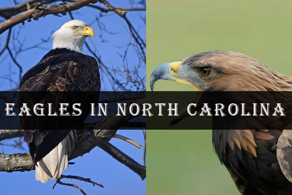 Eagles In North Carolina