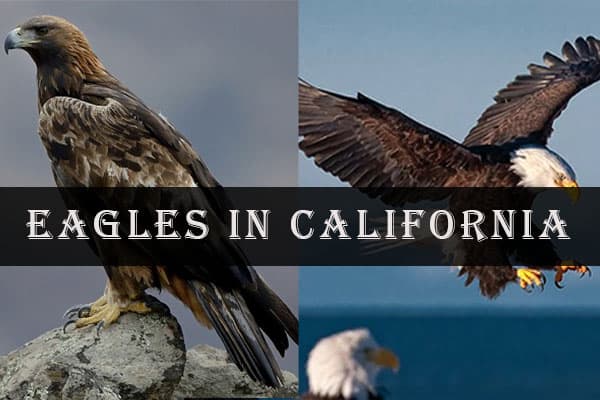 Eagles in California