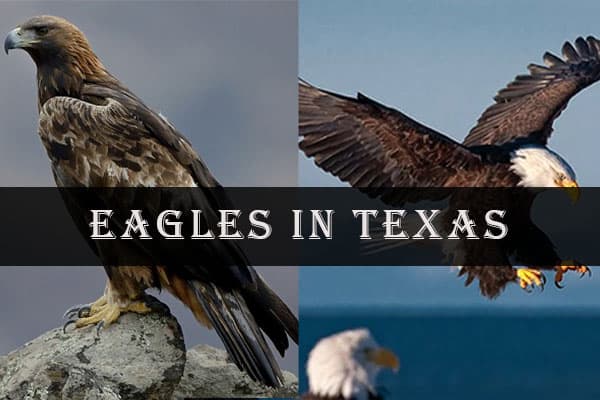 Eagles in Texas