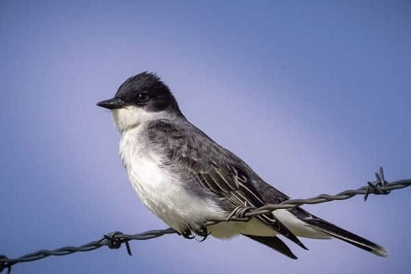  EASTERN KINGBIRD