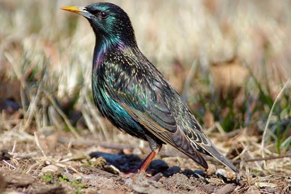 European Starling