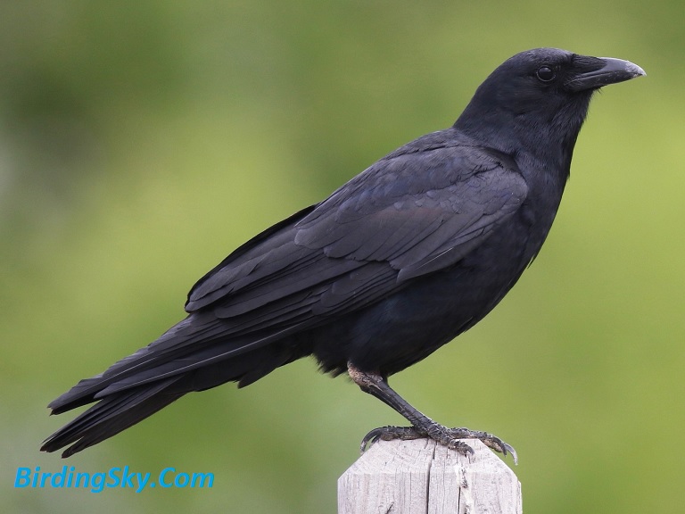  FISH CROW