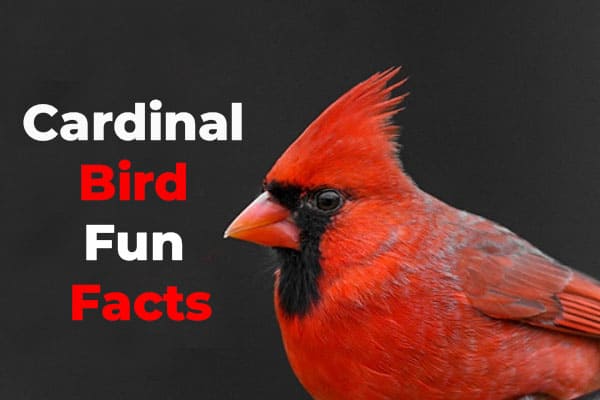 Fun Facts About Northern Cardinal Bird