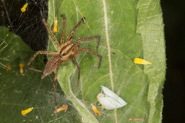 Grass Spider