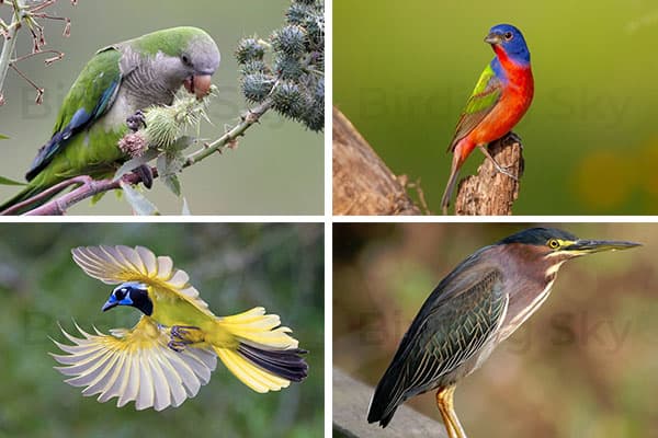 Green Birds in Sarasota Florida