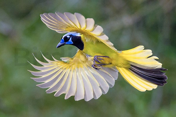 Green Jay