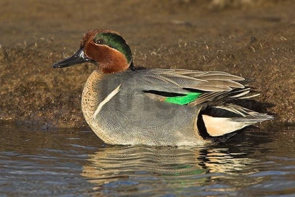 Green-Winged Teals