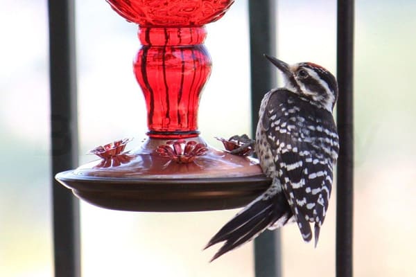 Hairy Woodpecker