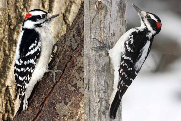 Hairy Woodpeckers
