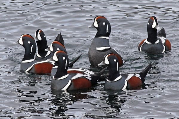 Harlequin Ducks