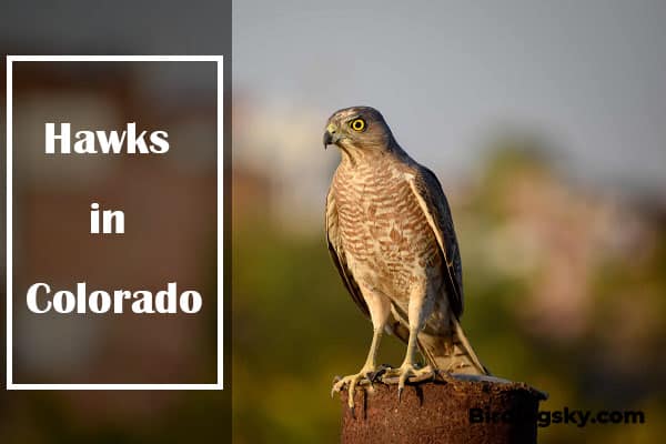 Hawks in Colorado