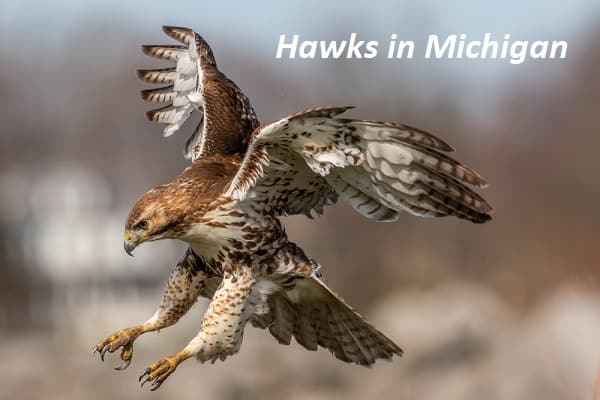 Hawks in Michigan