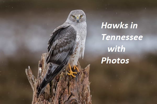 Hawks in Tennessee