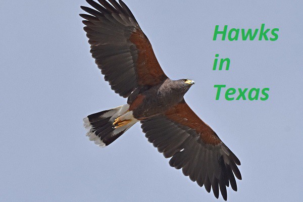 Hawks in Texas