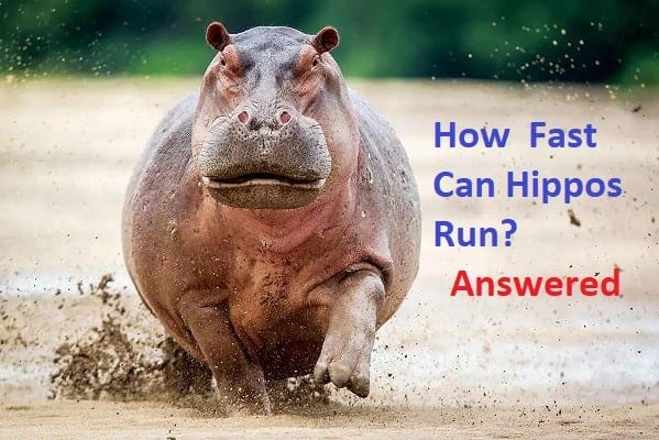 How Fast Can Hippos Run