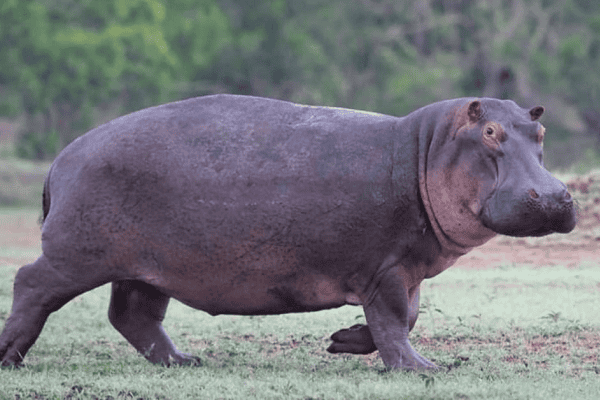 How Fast Can Hippos Run