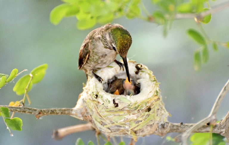 How big are hummingbird eggs