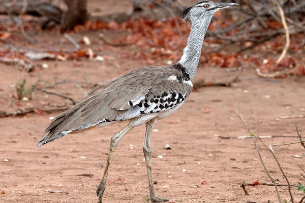 Kori Bustard