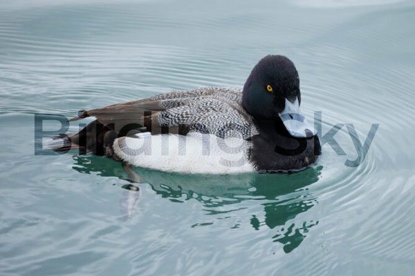 Lesser Scaup