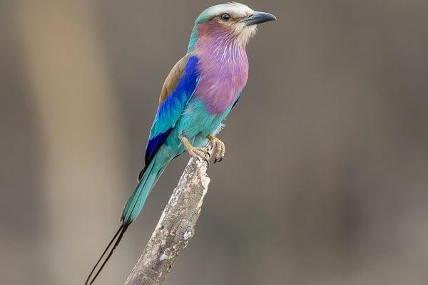 Lilac-Breasted Roller