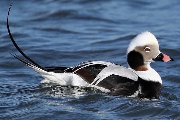 Long-tailed Duck