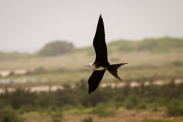 MAGNIFICENT FRIGATEBIRD