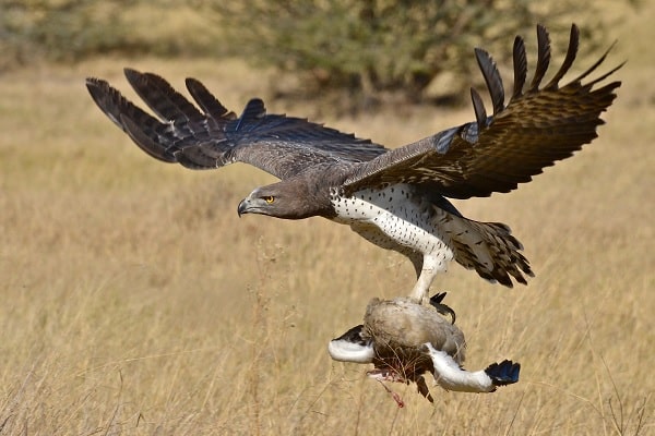 Martial Eagle