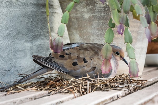 Mourning Dove