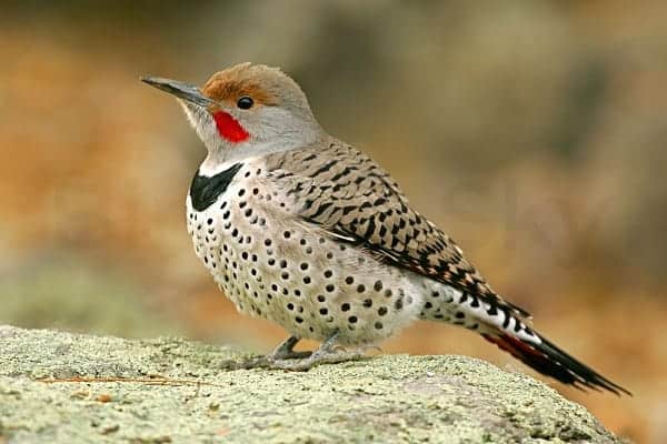 Northern Flicker