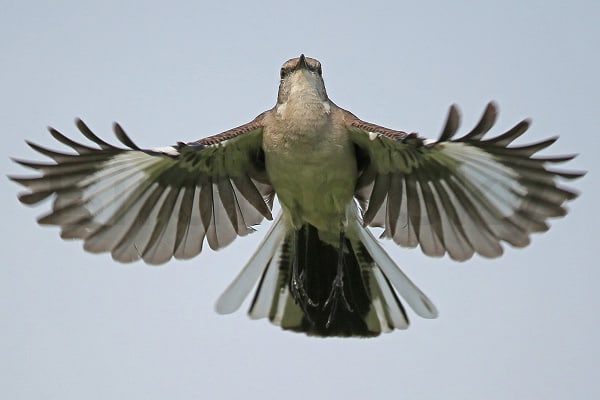 Northern Mockingbird