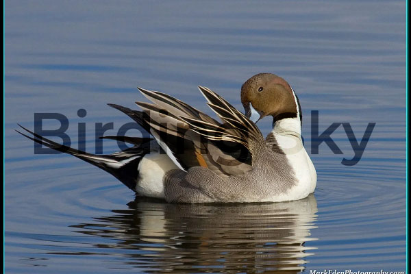 Northern Pintail