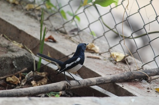 Oriental Magpie-Robin