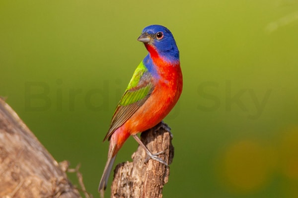 Painted Bunting