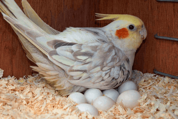 Parakeet Egg-Laying