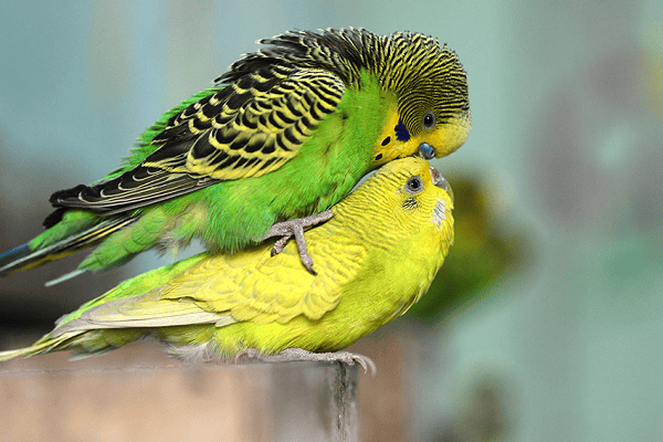 Parakeet Reproduction