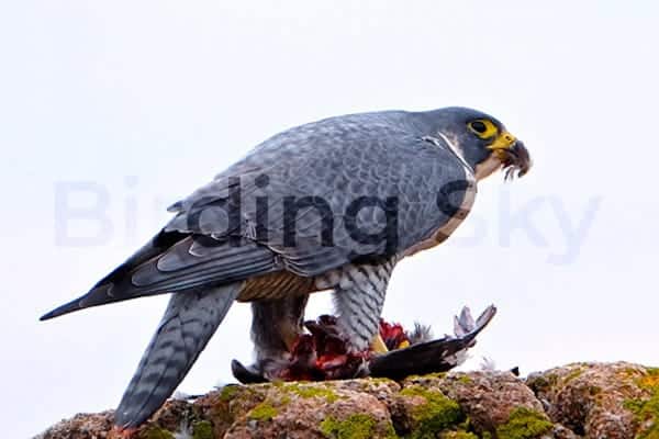 Peregrine Falcon